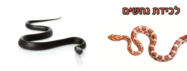 לכידת נחשים
